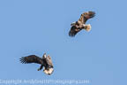 Adult and Fourth Year BAld Eagles Playing